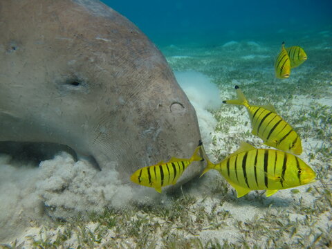 Dugongo. Sea Cow in Marsa Alam. Marsa Mubarak bay.