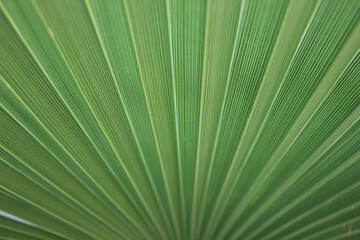 Obraz premium Palm leaf photo green in abstract style or background. Trendy abstract summer nature background.