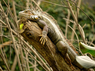 Green iguana, or common iguana (Iguana iguana), on a branch among the vegetation