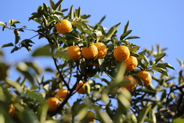 冬の庭に実るオレンジの果実
