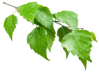 Green birch branch on white background. Symbol of birch tree which is widely used in manufacturing;...