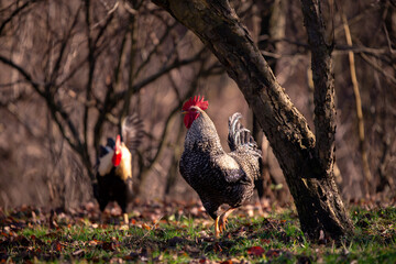 a motley rooster standing on the green grass near the forest. domestic bird at the farm