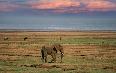 African elephant (Loxodonta africana) lonely elephant bull in savanna, Serengeti National Park; Tanzania