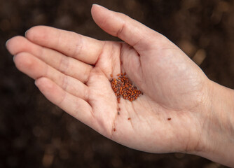 Close-up of seeds in hand.