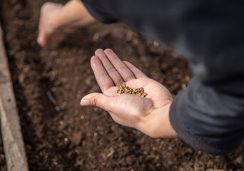 The girl sows seeds in the ground