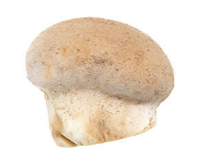 Close-up of a mushroom raincoat isolated on a white