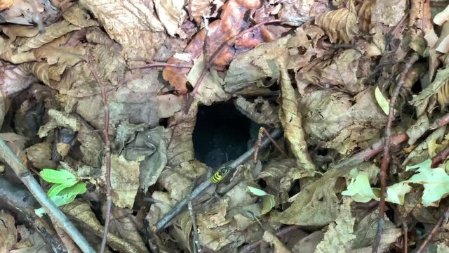 Wasp fly over its nest entrance - a hole in the ground among the dry fallen leaves in autumn