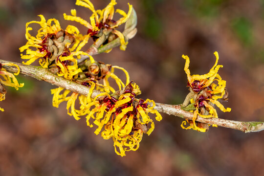 Hamamelis x Intermedia 'Orange Beauty' (Witch Hazel) a winter spring flowering tree shrub plant which has a highly fragrant springtime yellow orange flower and leafless when in bloom stock photo image