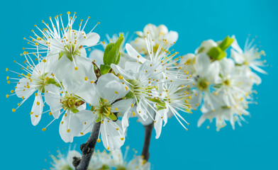 Blooming plum branch on blue background.  Symbol of life beginning and the awakening of nature.