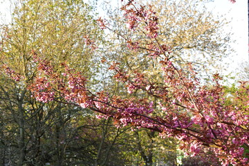 Blüten, Blumen, Bäume