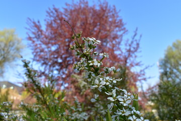 Blüten, Blumen, Bäume