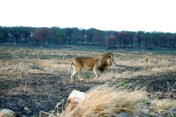 lion wildlife