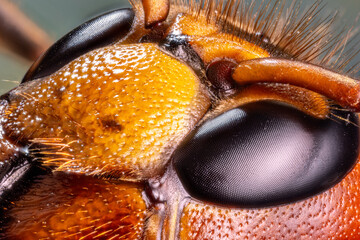 Micro shot of hornet insect. Head and eyes details are well seen on the picture.