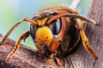 Micro shot of hornet insect. Top margin of the head and part of head details are well seen on the picture.