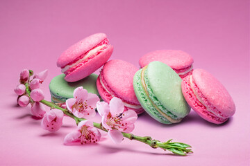 Colorful sweet macarons or macaroons, cherry flavored cookies on pink background with blooming cherry branch near them.