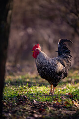 a motley rooster standing on the green grass near the forest. domestic bird at the farm