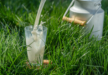 Pouring fresh milk into glass. Glass is on the green grass at sunny summer day.