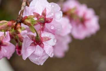 桜の花　春のイメージ