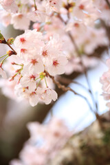 桜の花　春のイメージ