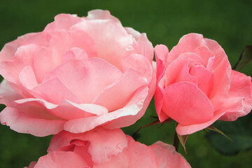 Beautiful pink colored roses.