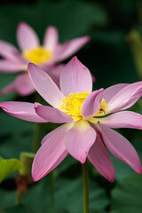 蓮の花　夏のイメージ