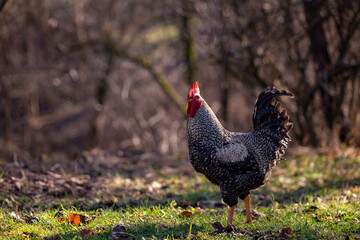a motley rooster standing on the green grass near the forest. domestic bird at the farm
