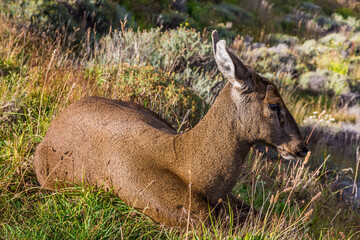 Patagonian huemul deer, Torres del Paine National Park (CL)