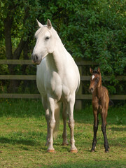 Obraz premium Mare and Foal