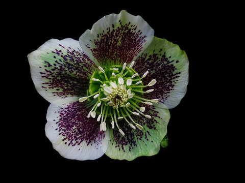 Macro of a white and pink flower of hellebore with black background