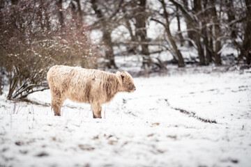 Highland Rinder
