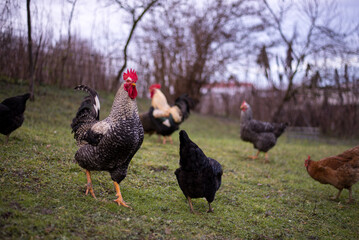 a motley rooster sitting with hens in the garden nibbling green grass. chickens at the farm in the nature at the village