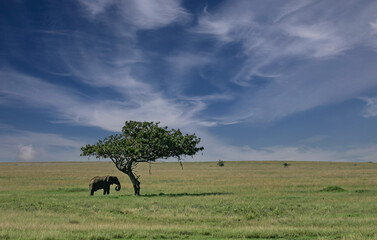 African elephant (Loxodonta africana) lonely elephant bull in savanna, Serengeti National Park;...