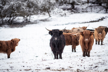 Highland Rinder