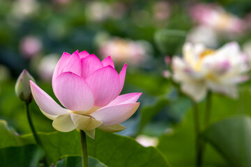 Obraz premium 蓮の花 夏のイメージ