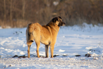 dog in snow