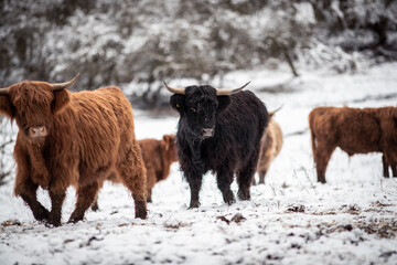 Highland Rinder