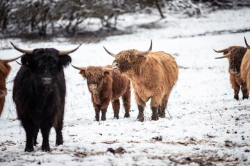 Highland Rinder