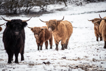 Highland Rinder