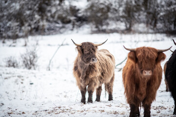 Highland Rinder