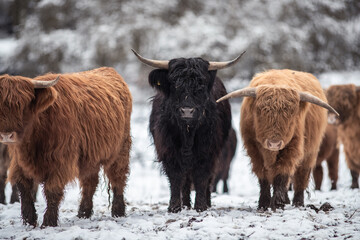 Highland Rinder