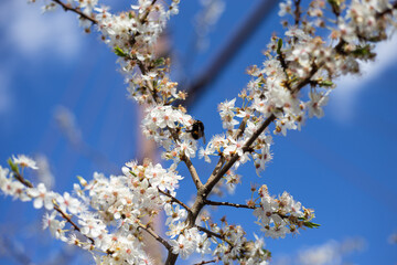 Hummel saugt Nektar am blühenden Kirschbaum im Frühling