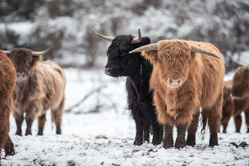 Highland Rinder