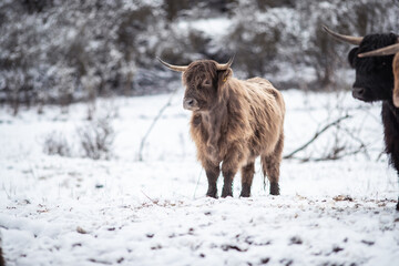 Highland Rinder