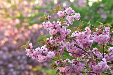 Blüten, Blumen, Sommer