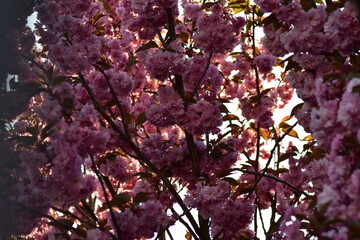 Bl&uuml;ten, Blumen, Sommer