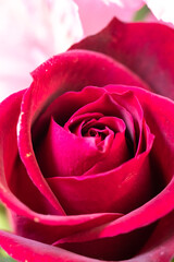 フラワーバスケット