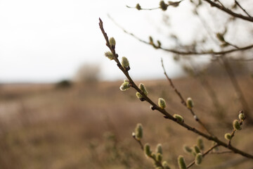 Ast mit tragenden Früchten, Blüten, weidenkätzchen