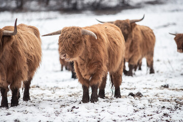 Highland Rinder