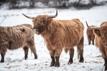 Highland Rinder