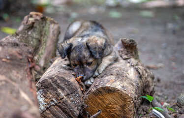 Small lovely brown fluffy puppy dog in the farm. Homeless puppy.